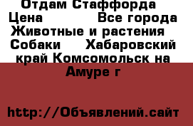 Отдам Стаффорда › Цена ­ 2 000 - Все города Животные и растения » Собаки   . Хабаровский край,Комсомольск-на-Амуре г.